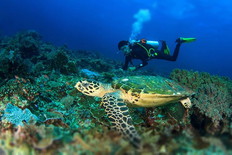 Hurghada Diving Photos | Aquanaut Dive Club