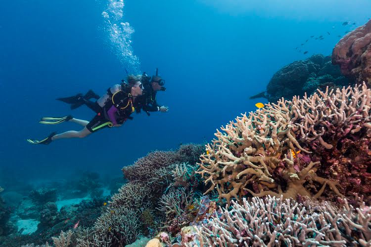 Hurghada Diving Photos | Aquanaut Dive Club