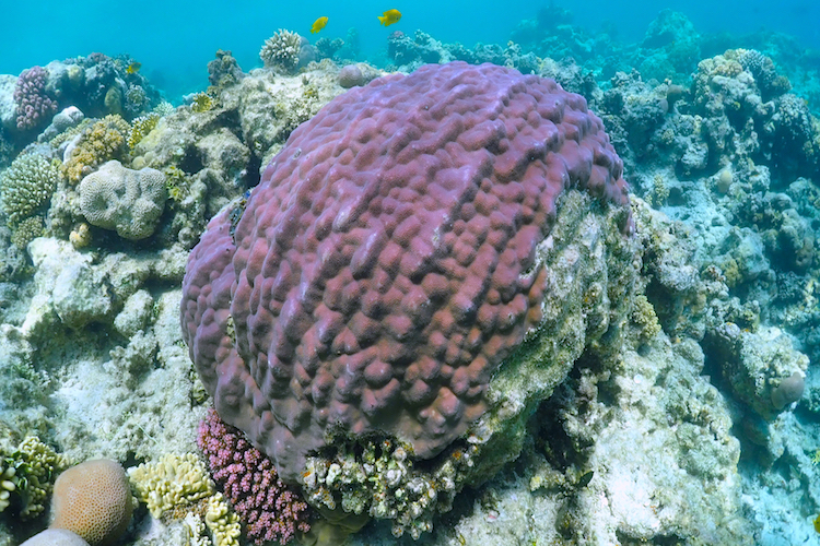 El Fanadir Reef
